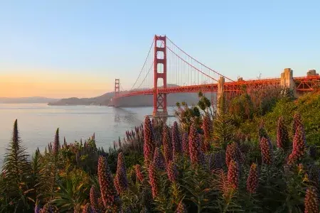 Golden Gate Bridge with large flowers in The foreground.